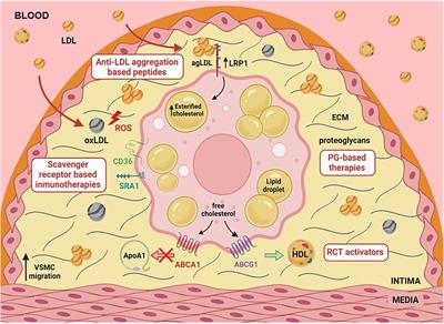 Mechanisms modulating foam cell formation in the arterial intima: exploring new therapeutic opportunities in atherosclerosis